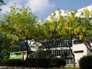 Cassia Fistula clem ave 6 copy