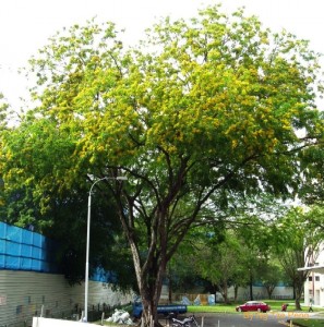 Pterocarpus indicus copy