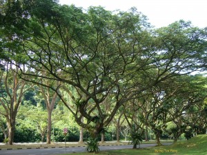 Rain tree Henderson Road copy